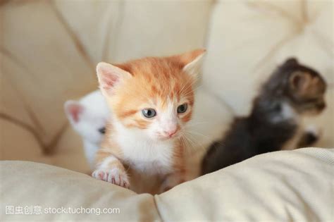 猫进家门|猫进家门预示着什么风水？解读猫的吉凶寓意